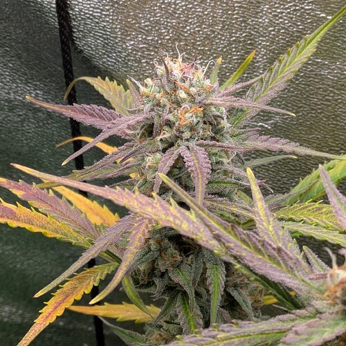 Growreport Bild 18