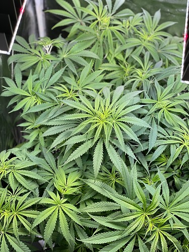 Growreport Bild 23