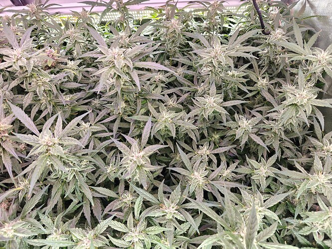 Growreport Bild 5