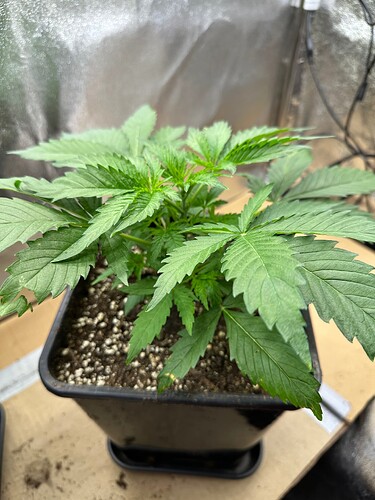 Growreport Bild 65