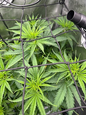 Growreport Bild 7