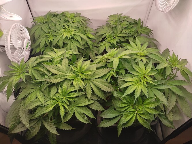 Growreport Bild 4