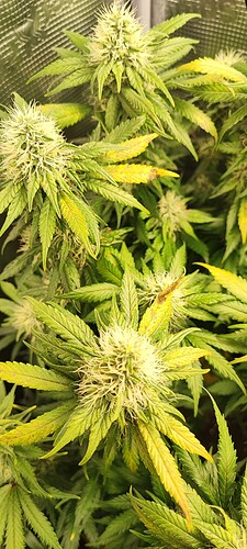 Growreport Bild 35