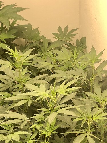 Growreport Bild 4