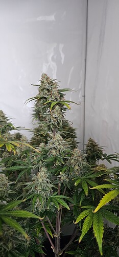 Growreport Bild 1