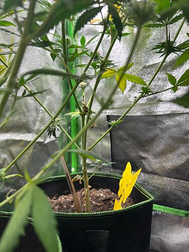 Nahaufnahme einer Cannabispflanze in einem Growzelt mit gelber Klebefalle im Topf.
