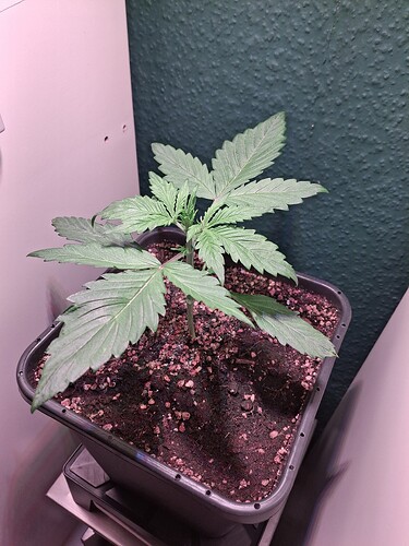 Growreport Bild 6