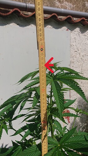 Growreport Bild 60