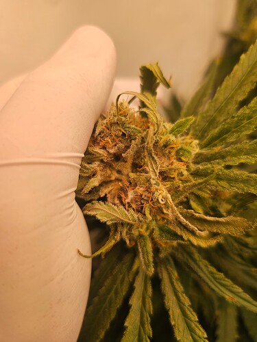 Growreport Bild 33