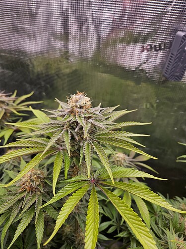 Growreport Bild 6