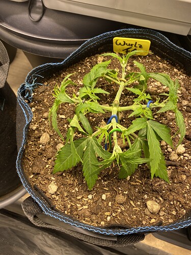 Growreport Bild 27