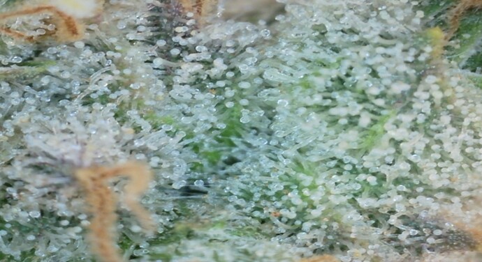 Growreport Bild 4