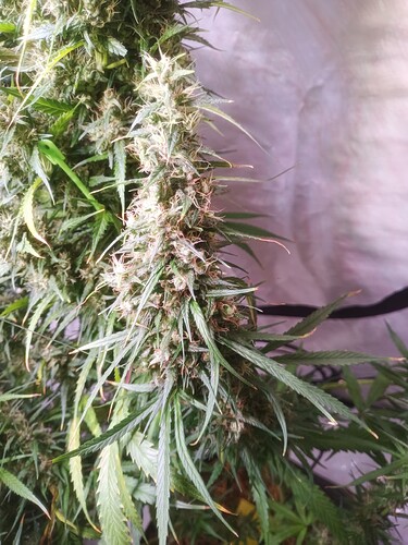 Growreport Bild 5