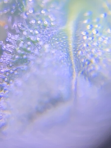 Growreport Bild 9