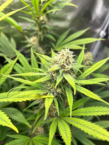 Growreport Bild 9