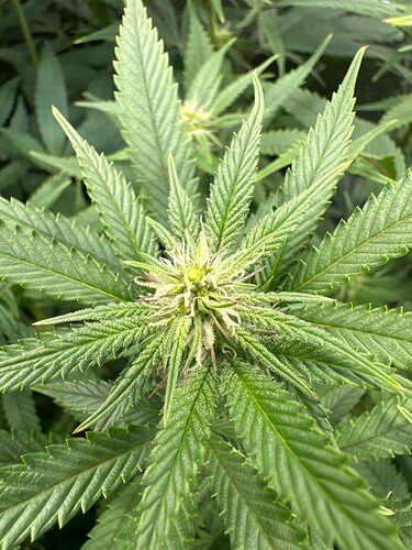 Growreport Bild 26