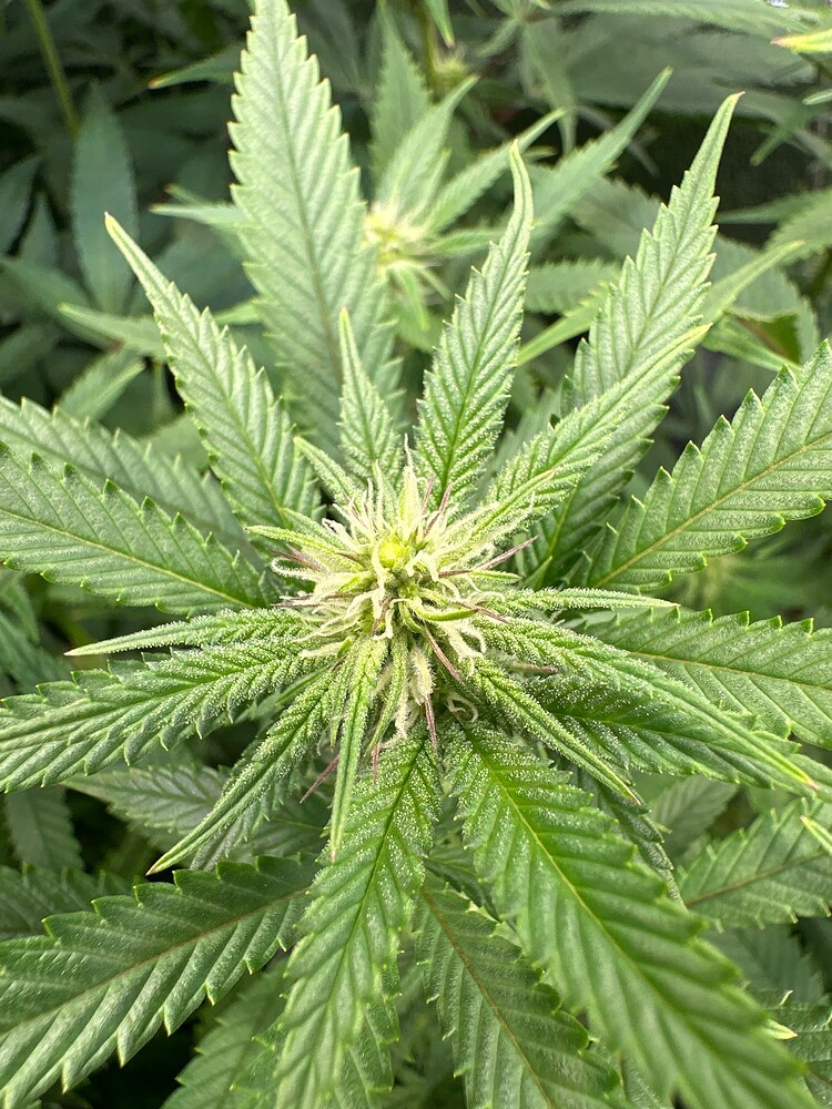 Auf ein Neues! 5 Legendary OG Punch von RSQ und 3 Radical Juice von Ripperseeds inklusive 3 BlueBerry Muffin von Humboldtseeds (Teil 1)