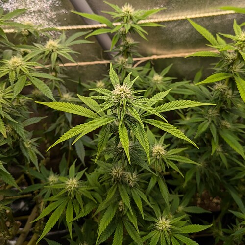 Growreport Bild 4