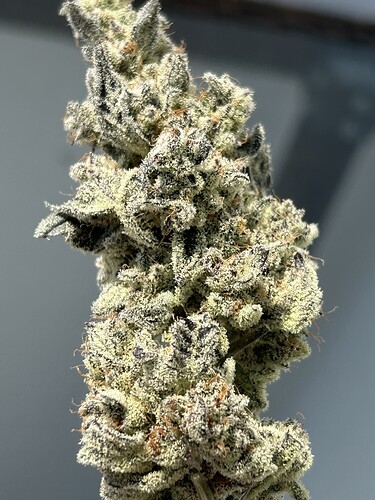 Growreport Bild 2