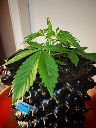 Growreport Bild 1