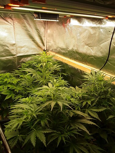 Growreport Bild 29