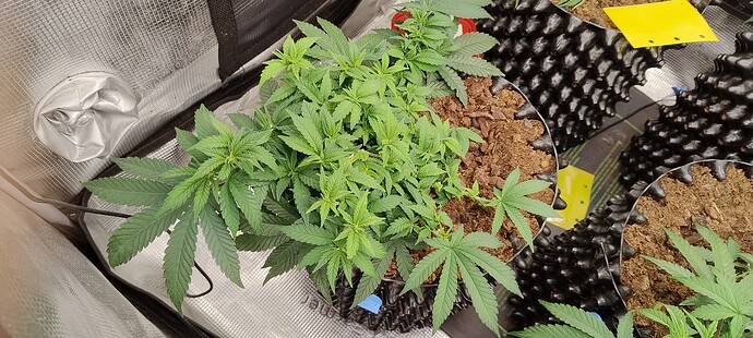 IMG_20251014_102145145