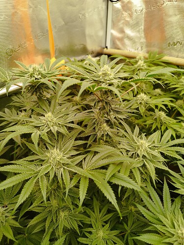 Growreport Bild 5