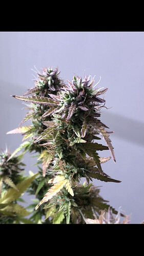 Growreport Bild 9