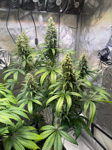 Growreport Bild 7