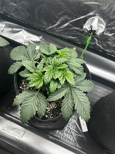 Growreport Bild 14