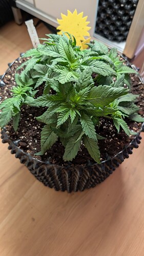 PXL_20250406_082400930.MP