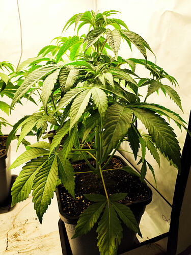 Growreport Bild 9