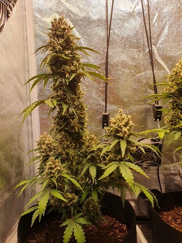 Growreport Bild 19