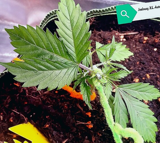 Growreport Bild 3