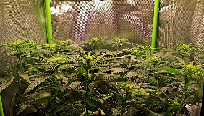 Growreport Bild 7