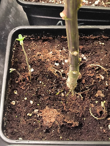 Growreport Bild 14