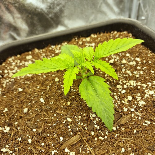 Growreport Bild 6
