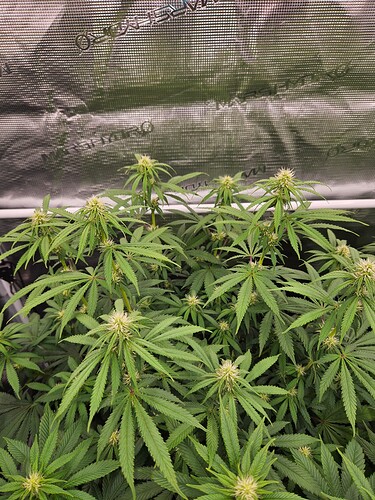 Growreport Bild 8