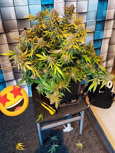 Growreport Bild 29