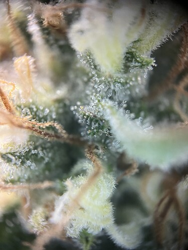 Growreport Bild 10