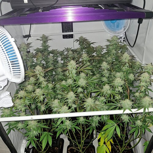 Growreport Bild 2