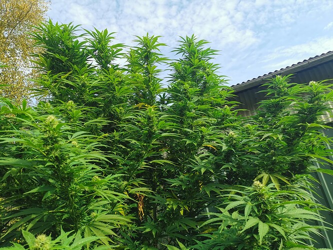 Growreport Bild 13