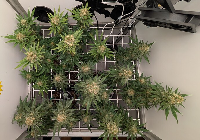 Growreport Bild 41