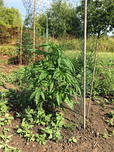 Grow2606183