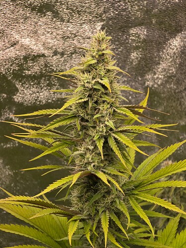 Growreport Bild 3