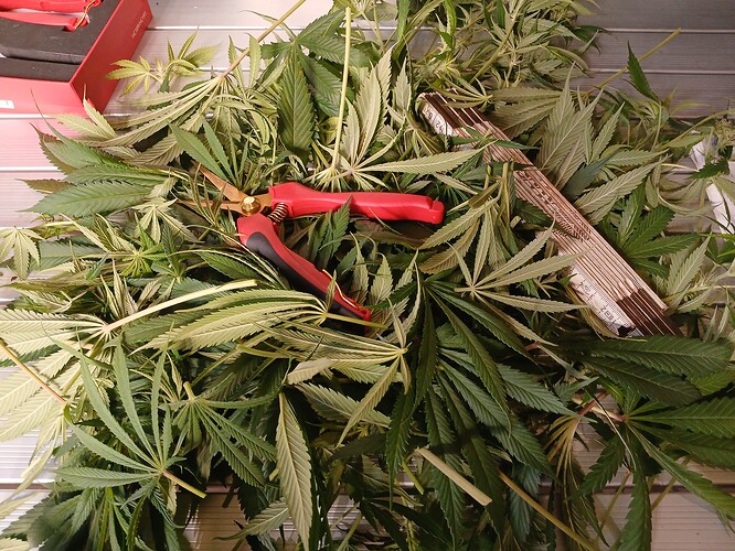 Growreport Bild 30