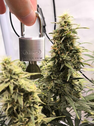 Growreport Bild 4