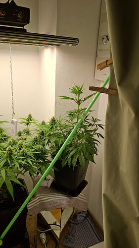 Growreport Bild 286