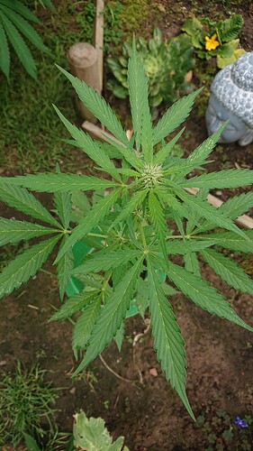 Growreport Bild 6