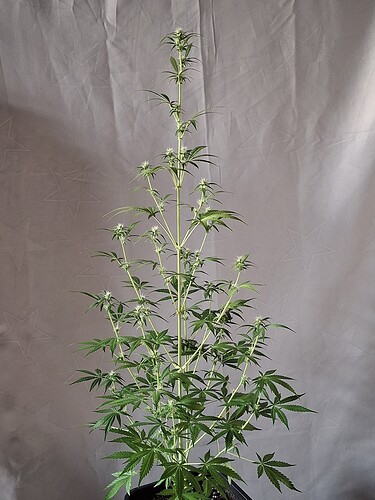 Growreport Bild 184